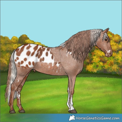 Horse Color:Silver Black Sabino Appaloosa  and Chestnut Tobiano Appaloosa 