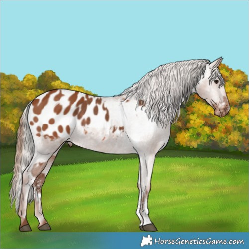 Horse Color:Silver Black Sabino Near Leopard  and Chestnut Tobiano Blanket 