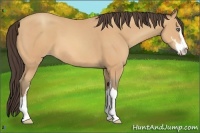 Horse Color:Amber Champagne Sabino 
