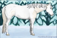 Horse Color:White Spotted Perlino Splash Tobiano
