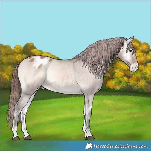 Horse Color:Bay Onyx Blanket Rabicano 