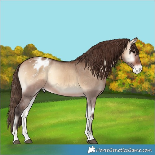 Horse Color:Bay Onyx Appaloosa Rabicano