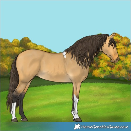 Horse Color:Buckskin Dun Tobiano 