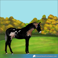 Horse Color:Bay Splash Tobiano 