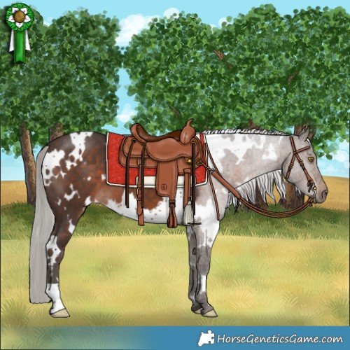 Horse Color:White Spotted Silver Brown 