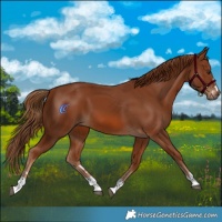 Horse Color:Chestnut 