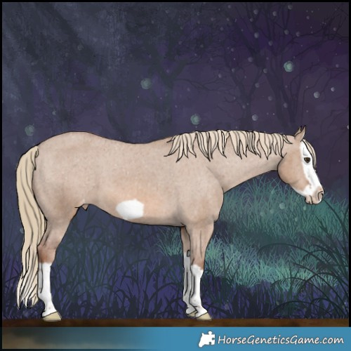 Horse Color:Red Dun Splash Frame Appaloosa 