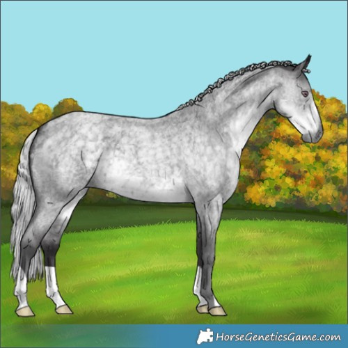 Horse Color:Silver Smoky Blue Chinchilla Roan 