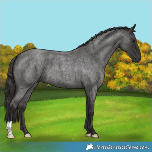 Horse Color:Smoky Blue Roan 