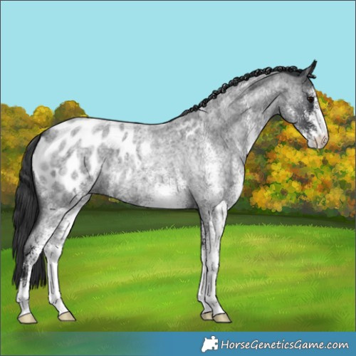 Horse Color:White Spotted Blue Roan Appaloosa 