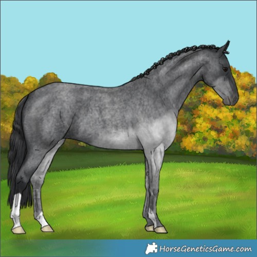 Horse Color:Blue Roan 