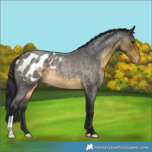 Horse Color:Buckskin Roan Appaloosa 