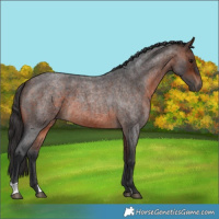 Horse Color:Brown Roan
