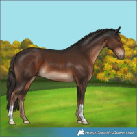 Horse Color:Liver Chestnut