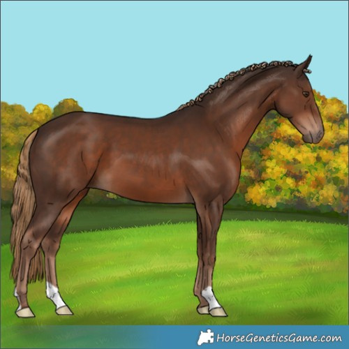 Horse Color:Liver Chestnut 