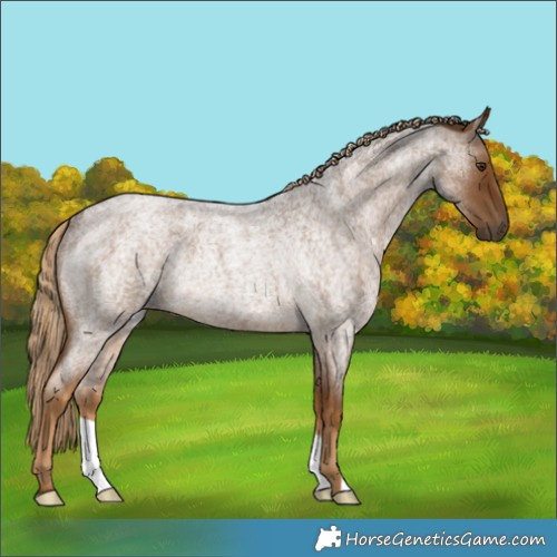 Horse Color:Chocolate Palomino Roan Rabicano 