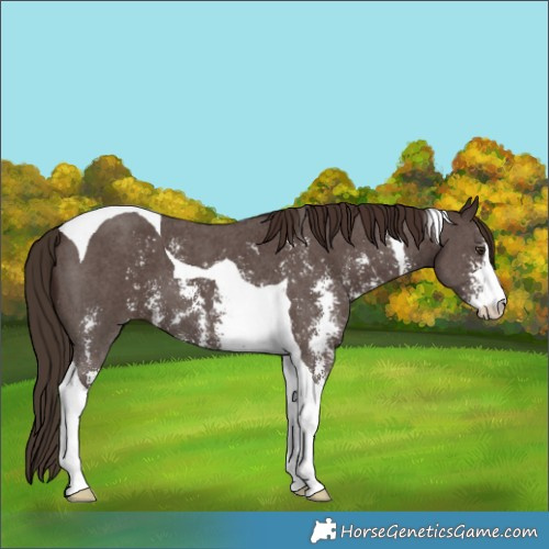Horse Color:Liver Chestnut Sabino Tobiano 