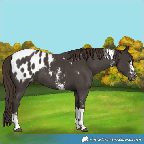 Horse Color:Liver Chestnut Sabino Tobiano Appaloosa 
