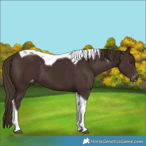Horse Color:Liver Chestnut Tobiano Appaloosa 
