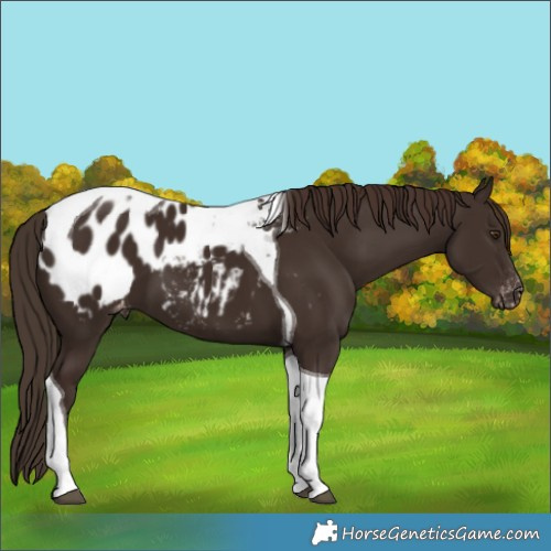 Horse Color:Liver Chestnut Tobiano Appaloosa 