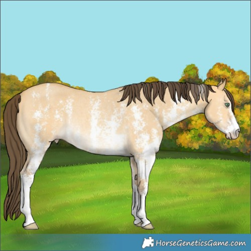 Horse Color:Amber Cream Champagne Dun Sabino Rabicano