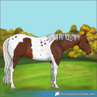 Horse Color:Silver Bay Tobiano 
