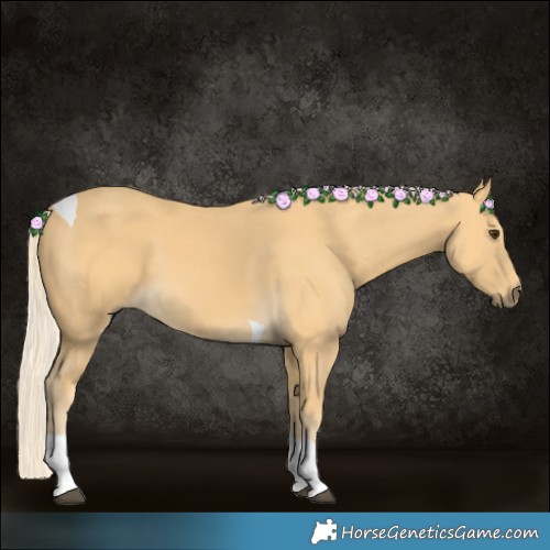 Horse Color:Palomino Tobiano