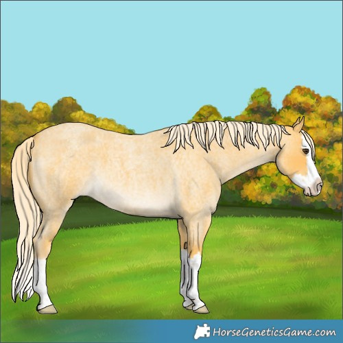 Horse Color:Palomino Roan Splash