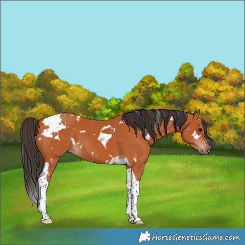 Horse Color:White Spotted Bay Tobiano 