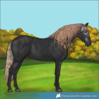 Horse Color:Gray White Spotted Liver Chestnut