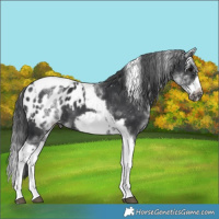 Horse Color:White Spotted Black Splash Tobiano Frame Appaloosa