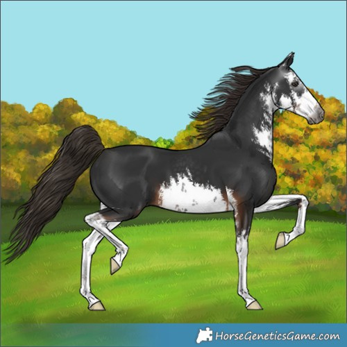 Horse Color:Gray White Spotted Liver Chestnut 