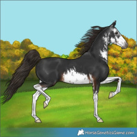 Horse Color:Gray White Spotted Liver Chestnut