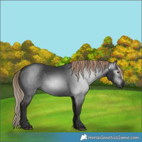 Horse Color:Gray White Spotted Liver Chestnut 