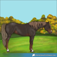 Horse Color:Liver Chestnut 