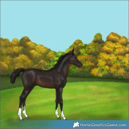 Horse Color:Gray White Spotted Bay 