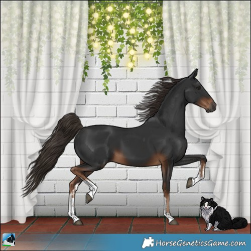 Horse Color:Gray White Spotted Liver Chestnut