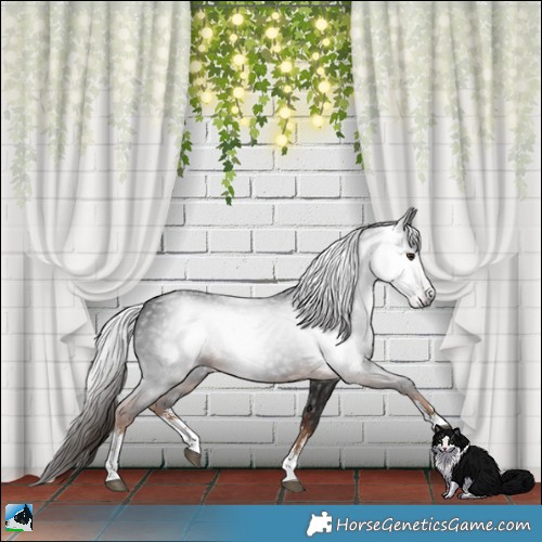 Horse Color:Gray White Spotted Liver Chestnut 