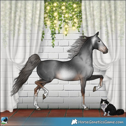 Horse Color:Gray White Spotted Liver Chestnut 
