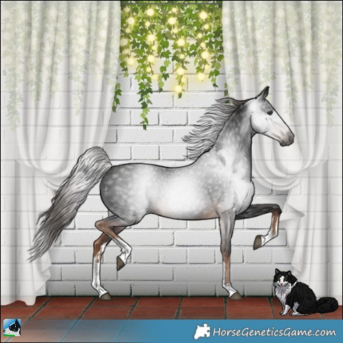 Horse Color:Gray White Spotted Liver Chestnut 