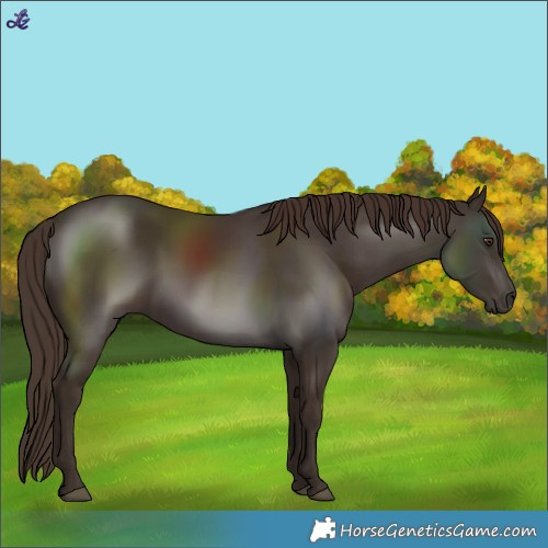 Horse Color:White Spotted Liver Chestnut