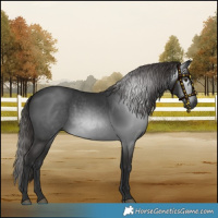 Horse Color:Gray White Spotted Liver Chestnut