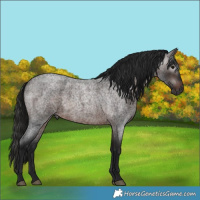 Horse Color:Gray Bay Roan