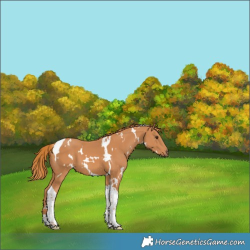 Horse Color:White Spotted Chestnut Tobiano