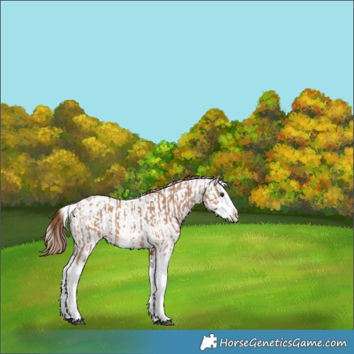 Horse Color:Red Dun Splash Appaloosa  and White Spotted Red Dun Splash Appaloosa 