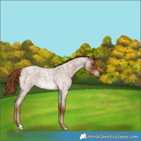 Horse Color:Red Roan 