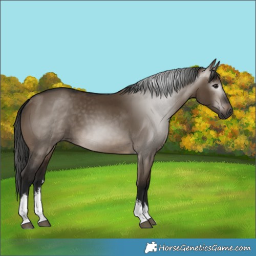 Horse Color:Gray White Spotted Bay Dun 