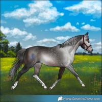 Horse Color:Gray White Spotted Bay