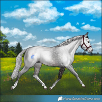 Horse Color:Gray White Spotted Bay 