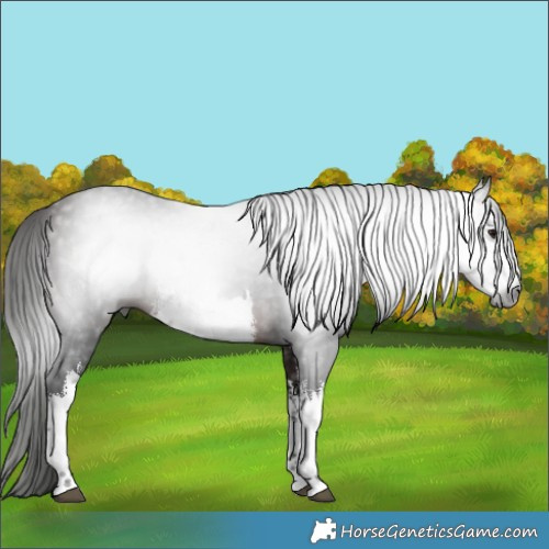 Horse Color:Gray White Spotted Bay
